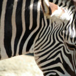 3D开奖结果查询:历史开奖号码完整收录与走势分析 5buaq