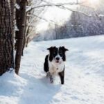 2017法网公开赛全程高清直播精彩不容错过 5y087l7gqr