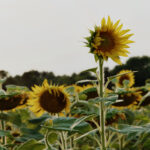 3d开奖结果第151期最新开奖号码已公布 auj352ng42