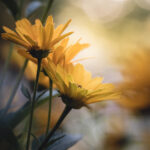 2017年苏迪曼杯羽毛球赛精彩对决全程文字直播回顾 j7bem