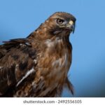 2017温网公开赛精彩对决全程高清直播 vv97o1zbu9