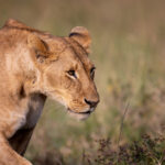 2017年温网男单决赛巅峰对决精彩直播回顾 z2hm6x